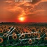 Ost Liza, MirON42
