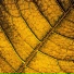 Drucilla Floding