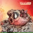 The Acacia Strain