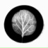 Spicules