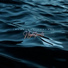 Nightpools