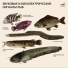 Игорь Никольский, Cichlasoma Nigrofasciatum