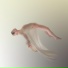 Aasma