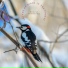 Forest Birdsong