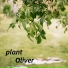 Oliver