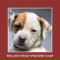 Dog Anxiety Relief