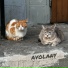 Avolany