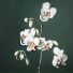 Pascal Holper