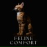Cat Songs