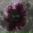 Sloe