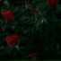 nqrse
