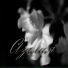 ErYan Music