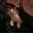 DrifterCat-P