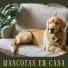 Relax para Perros Maestro