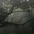 Forrest Rain