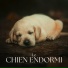 Chiens musique