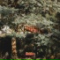 INFERAART