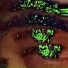 wifisfuneral