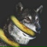 Tibasko