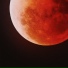 Loeris