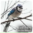 Nature Sounds to Relax
