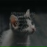Music for Cats Project, RelaxMyCat, Cat Music