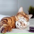 Cat Relaxing Master