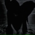 nightraze, spvcedream