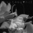 Insuffisvnce