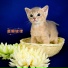 猫咪音乐