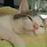 Cat Relaxing Master