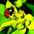 Alder Tree