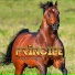 Príncipe Don