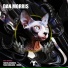 Dan Morris