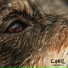 Canil