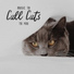 Cats Music Zone