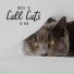 Cats Music Zone