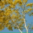 Julian Augusto