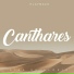 Canthares