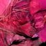 soft tissue