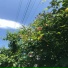 Sunshild
