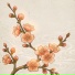 오닉스 릴리