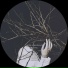 Modular Phaze