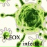 K.fox