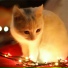 Cat Music Experience, Cat Music Dreams, Cat Music