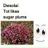 Dwsolai