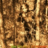 Idiosyncratic Mushroom