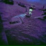 Floot Fly