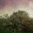 spacepeek, Tanzu
