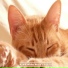 ASMR White Noise Cat Purr